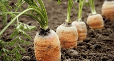 Proč mrkev vadne: hlavní důvody a účinná řešení